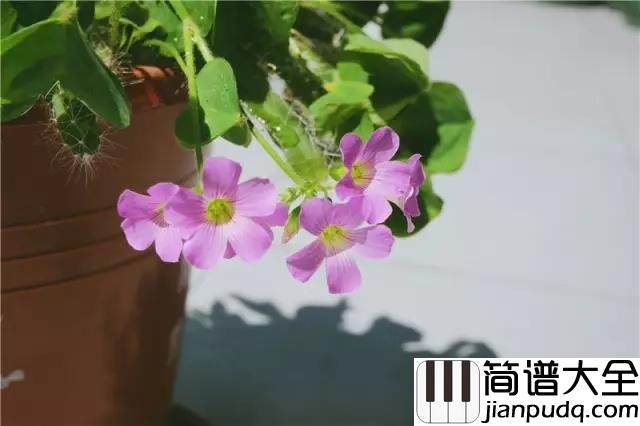 七月上钢琴谱_Jam_嘿我在走向你，走向你的七月