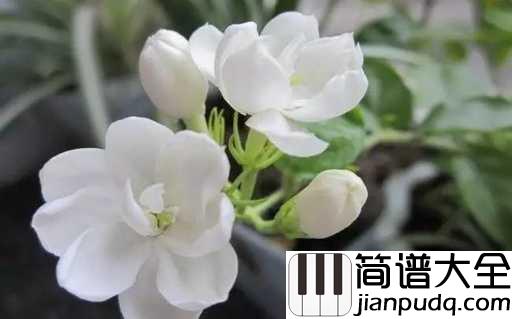茉莉花钢琴谱_送来春日茉莉香，唤醒清晨