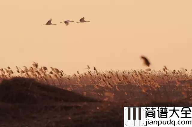 思乡曲简谱_理查德·克莱德曼_故乡，就象是缭绕在我心头的一种思绪