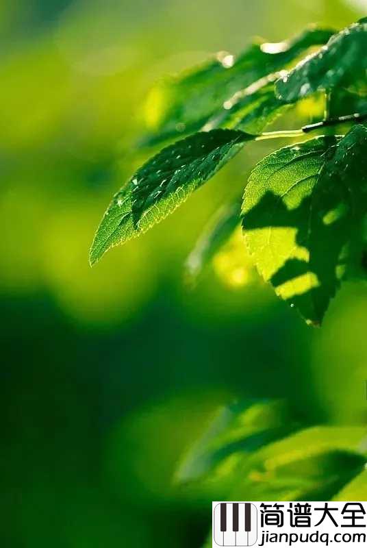 雨的印记简谱_超唯美演奏，感觉世界好安静