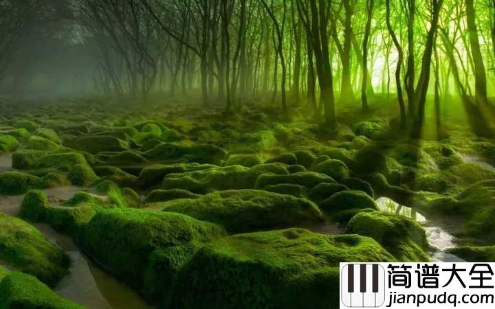 森林狂想曲简谱_吴金黛_在自然悠长的呼吸里祈盼美好