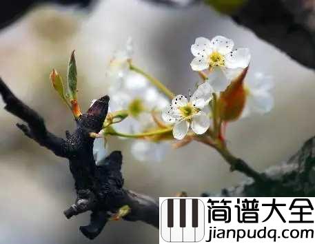 梨花又开放简谱_韩红_重返了故乡，梨花又开放