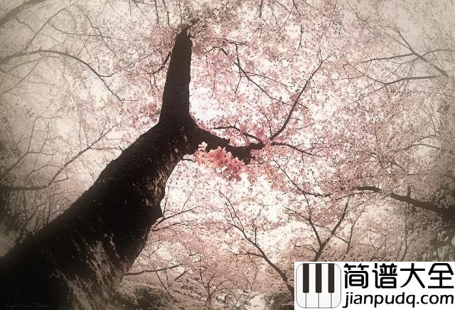 Sakura_Tears_樱花泪简谱_花开陌上新雨后，一壶清音煮青愁