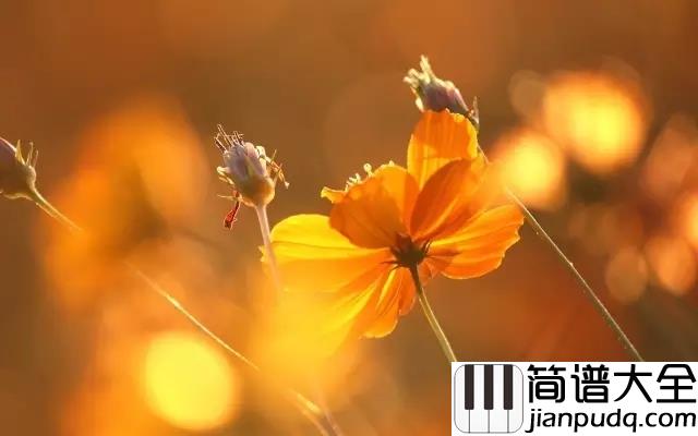 You_are_my_sunshine吉他谱_Elizabeth_Mitchell_你是我的阳光，我唯一的阳光